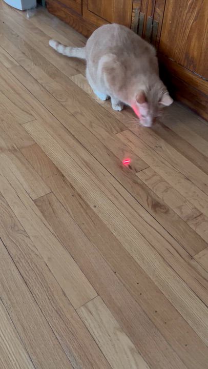 Enlarge Scooby Doo, an adopted Domestic Short Hair in Farmington Hills, MI video 4/4