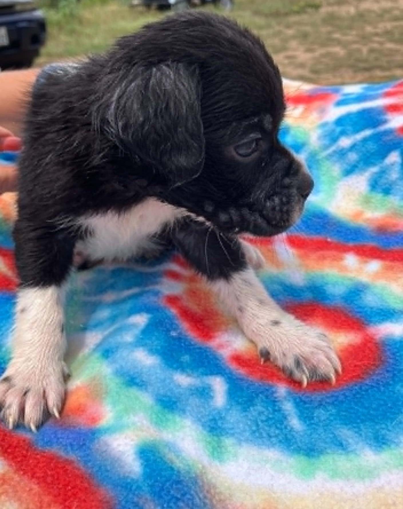Enlarge Green Bean, a ADOPTABLE mixed breed in Temple, TX image 3/4