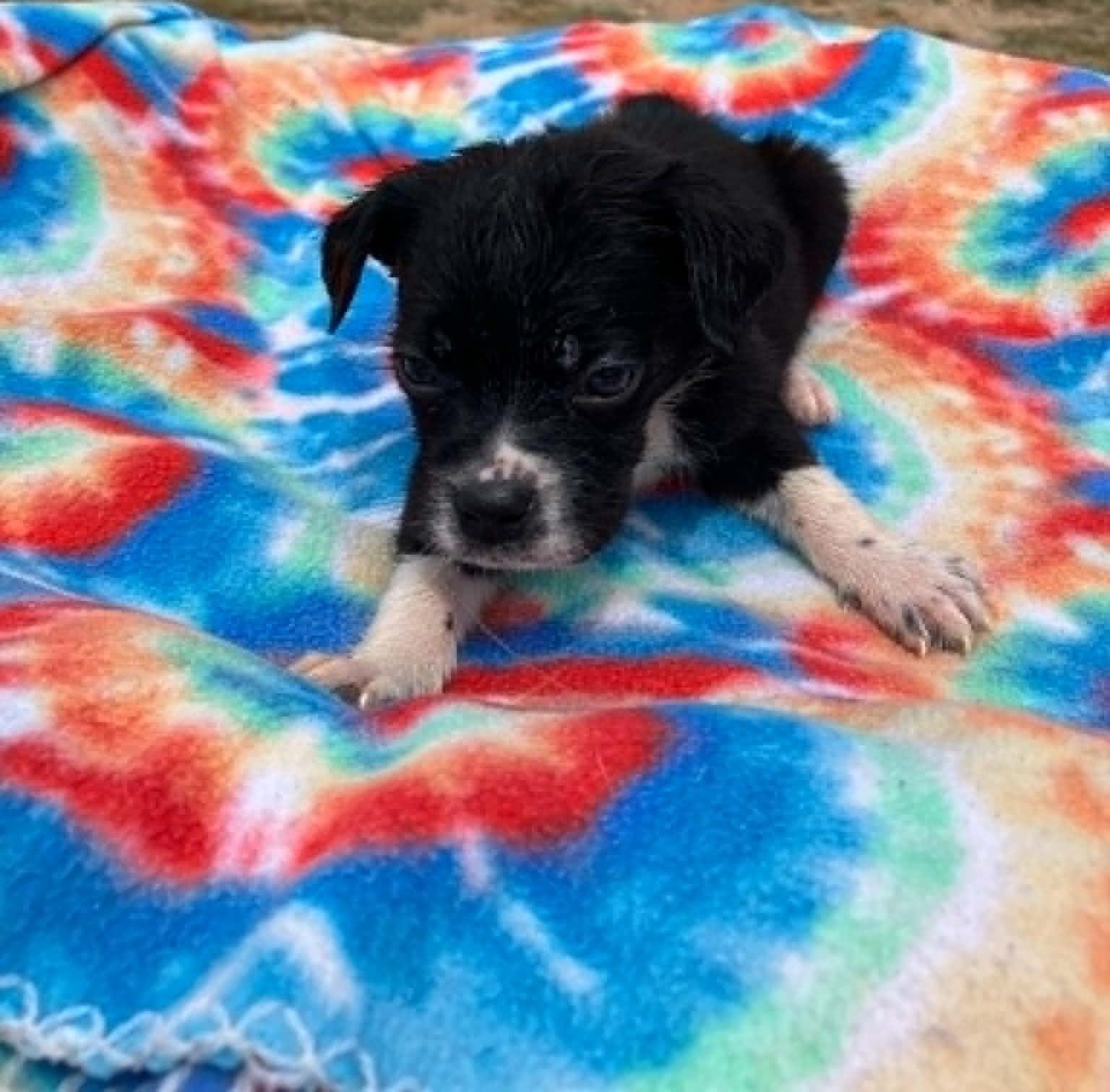Enlarge Green Bean, a ADOPTABLE mixed breed in Temple, TX image 1/4