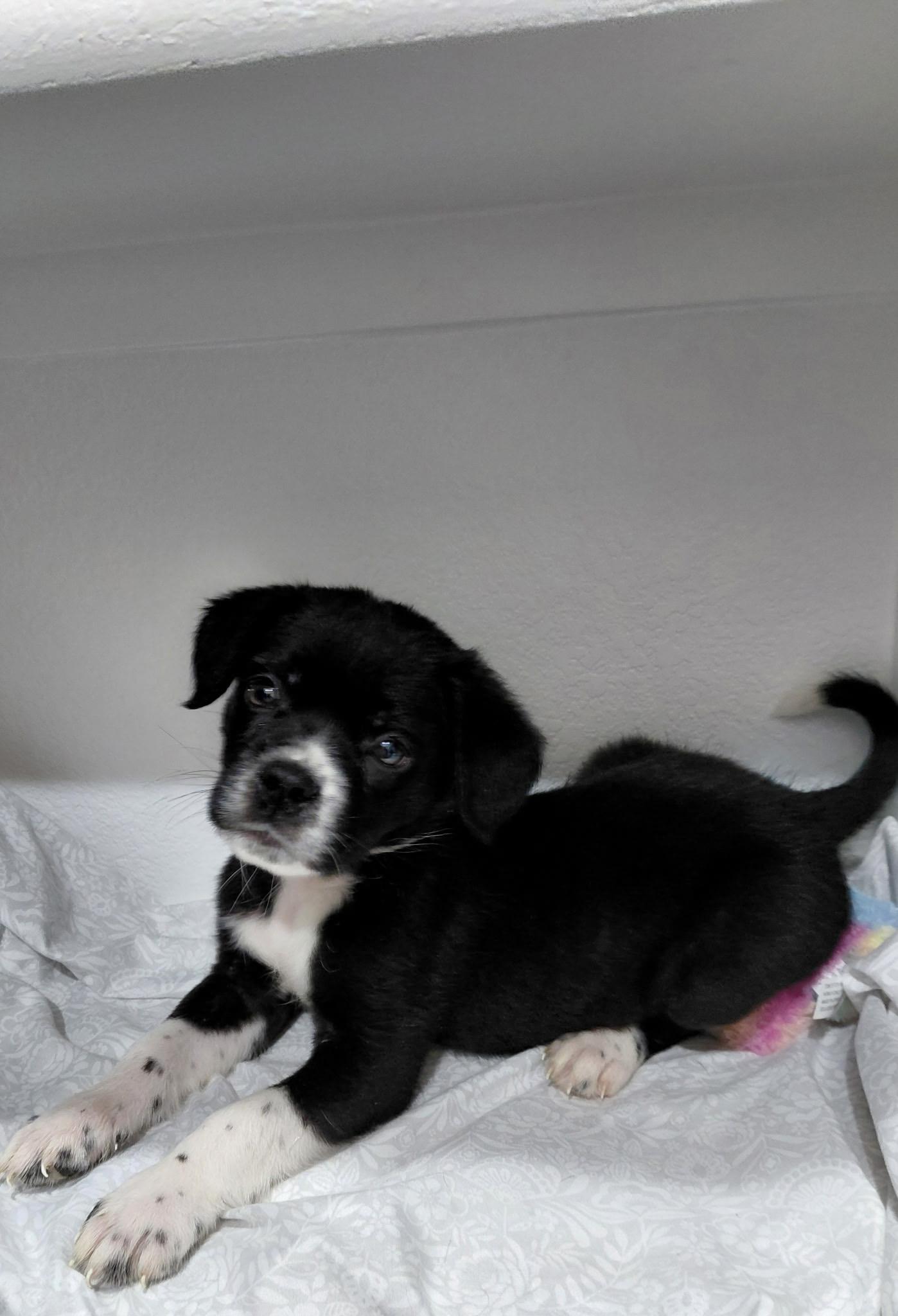 Enlarge Green Bean, a ADOPTABLE mixed breed in Temple, TX image 2/4