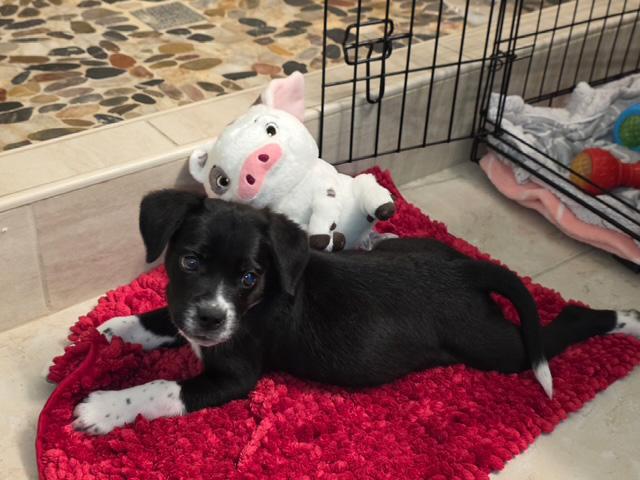 Green Bean, ADOPTABLE, Puppy Male Cattle Dog.
