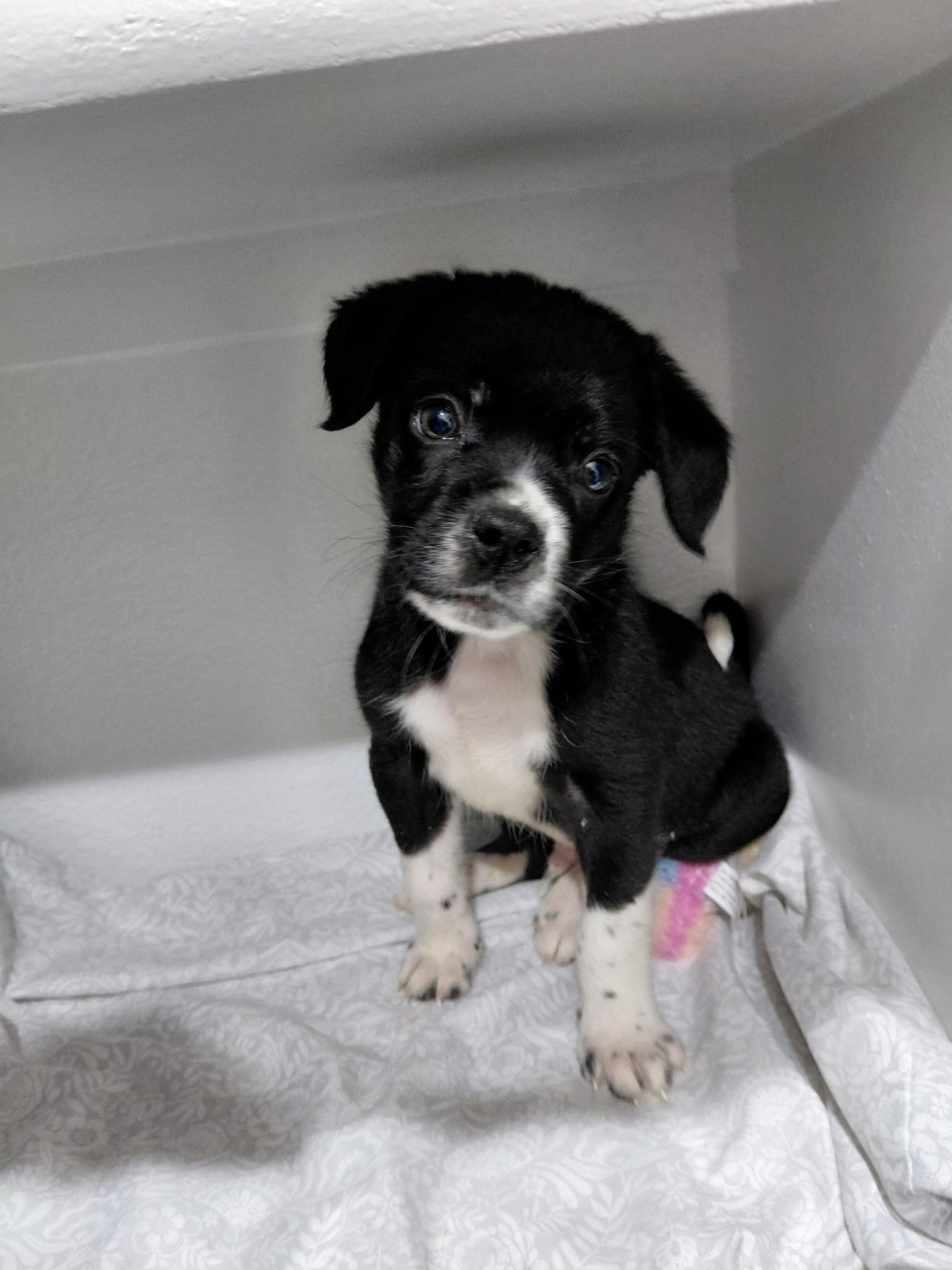 Enlarge Green Bean, a ADOPTABLE mixed breed in Temple, TX image 1/4
