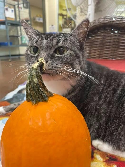 Poppy, Adoptable, Adult Female Domestic Short Hair.