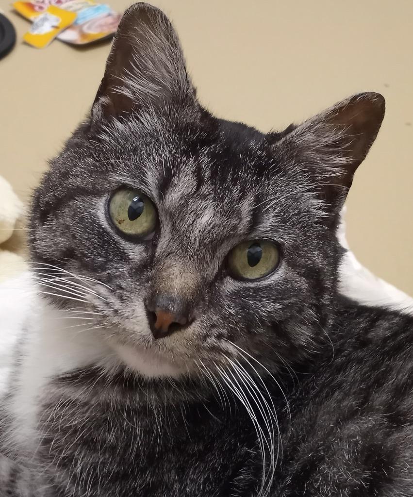 Poppy, a Adoptable mixed breed in Hamilton, OH image 2/4