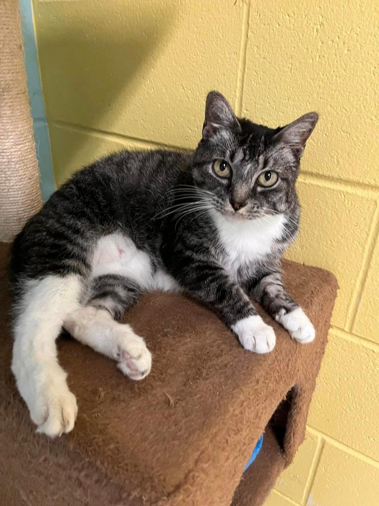 Enlarge Poppy, a Adoptable mixed breed in Hamilton, OH image 3/4