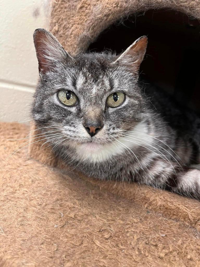 Enlarge Poppy, a Adoptable mixed breed in Hamilton, OH image 4/4