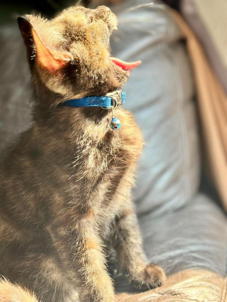 Pie, Adoptable, Kitten Female Domestic Short Hair.
