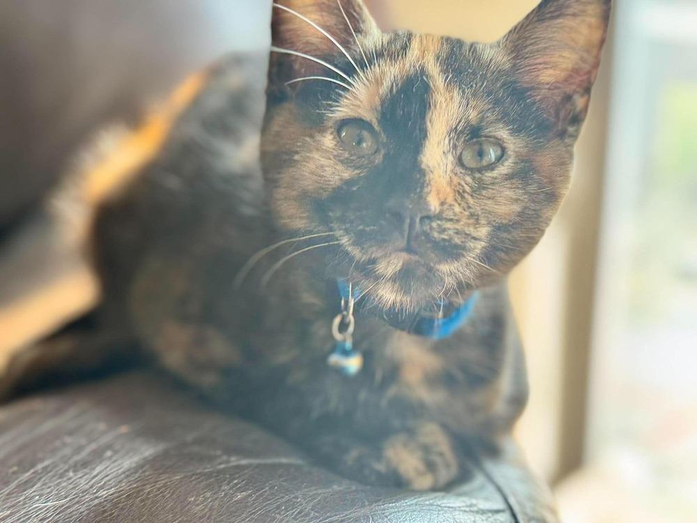Pie, a Adoptable mixed breed in Salmon, ID image 2/3