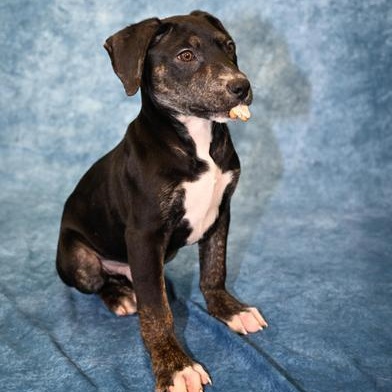 Cholly — thumbnail 2