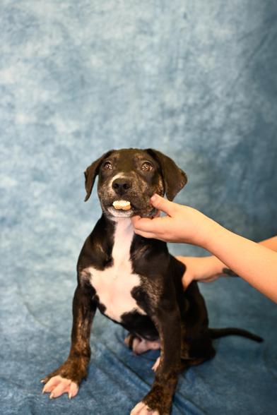 Cholly — thumbnail 3