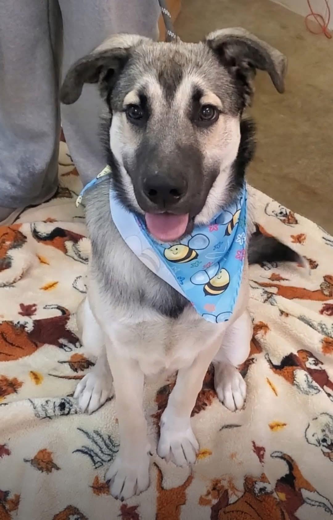 Rookie, a Adoptable mixed breed in Alliance, OH image 1/3