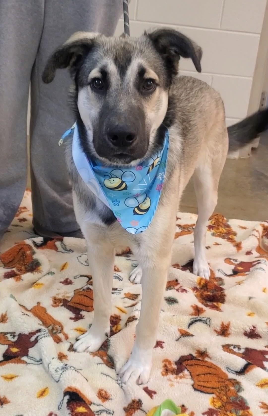 Rookie, a Adoptable mixed breed in Alliance, OH image 2/3