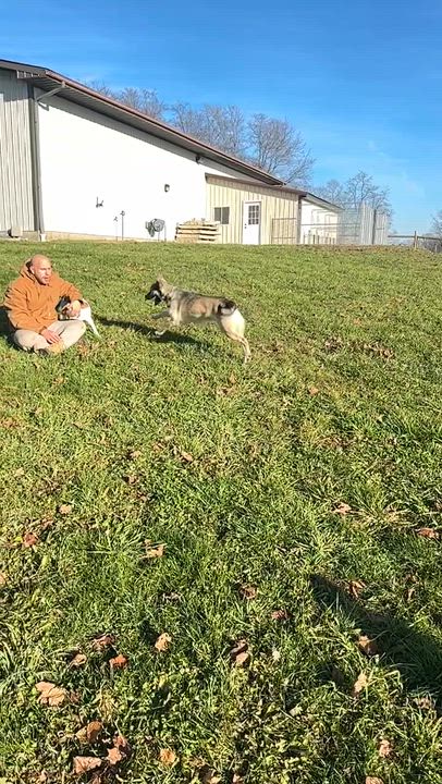 Enlarge Rookie, a Adoptable mixed breed in Alliance, OH video 3/3