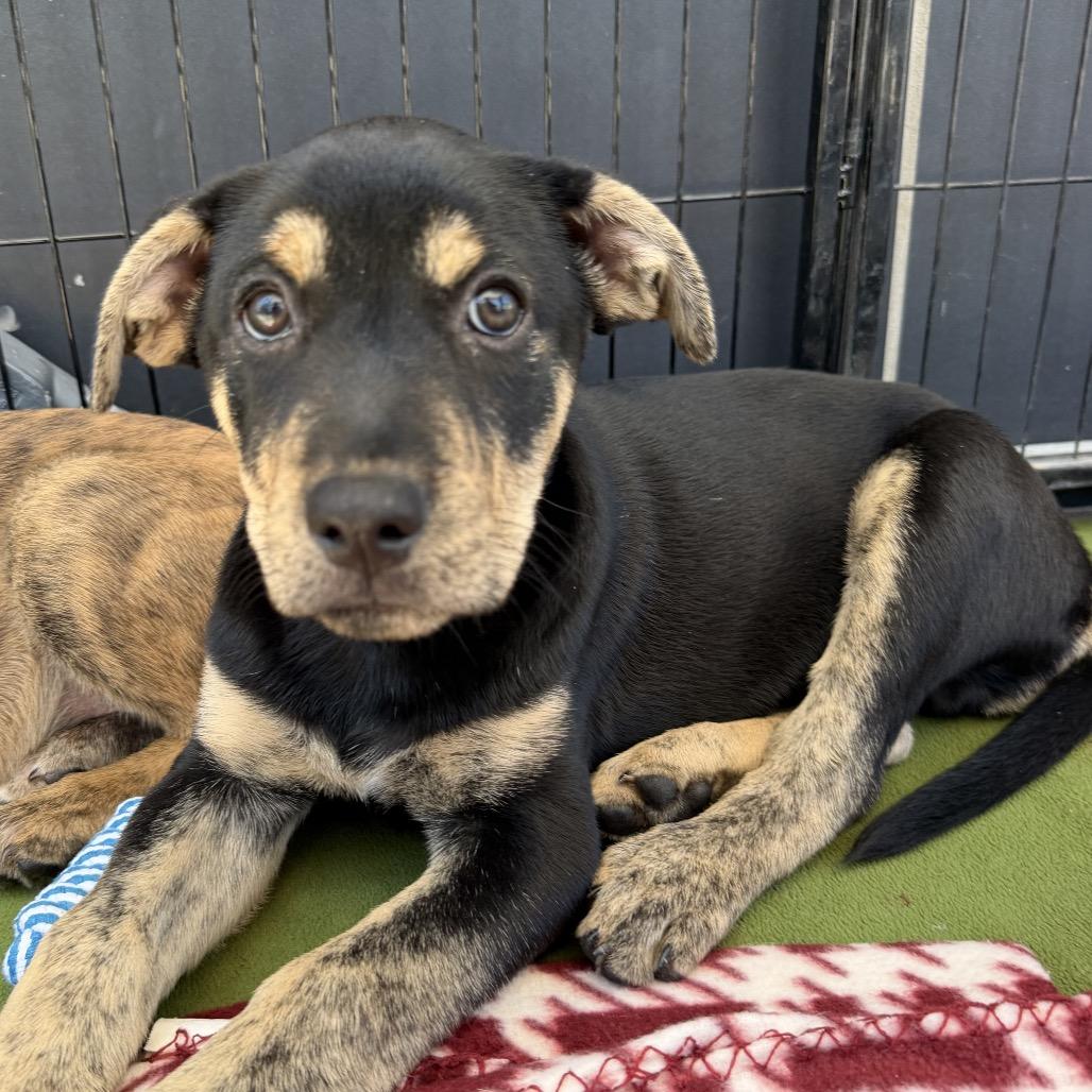 Roo, Adoptable, Puppy Male Dutch Shepherd & Chocolate Labrador Retriever.