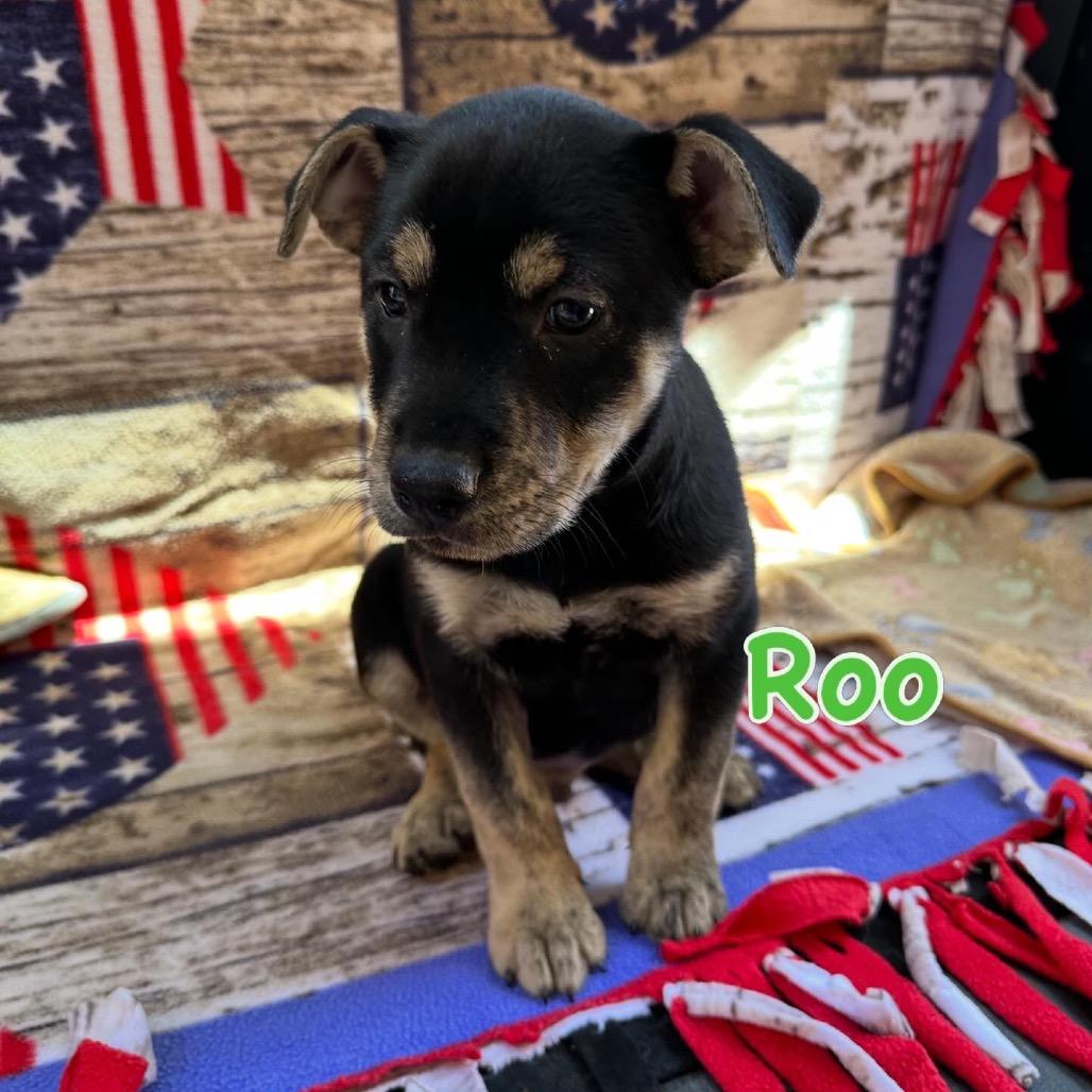 Enlarge Roo, a Adoptable mixed breed in Long Beach, CA image 2/4