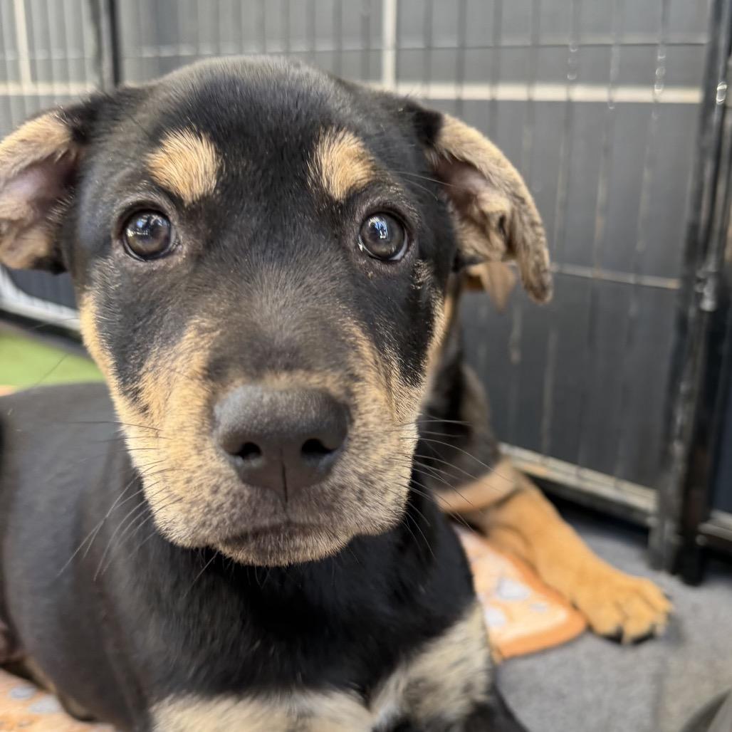 Enlarge Roo, a Adoptable mixed breed in Long Beach, CA image 3/4