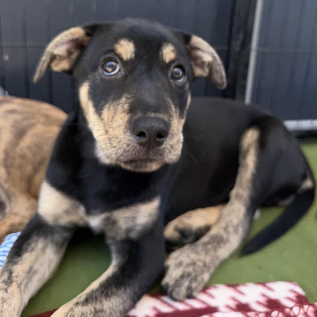 Enlarge Roo, a Adoptable mixed breed in Long Beach, CA image 4/4