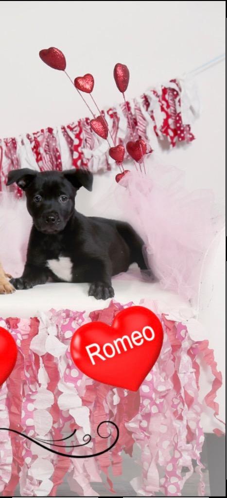 Enlarge Romeo, a Adoptable mixed breed in Valparaiso, IN image 1/1