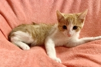 Enlarge Lennon, a Adoptable Domestic Short Hair in Woodland Hills, CA image 1/1