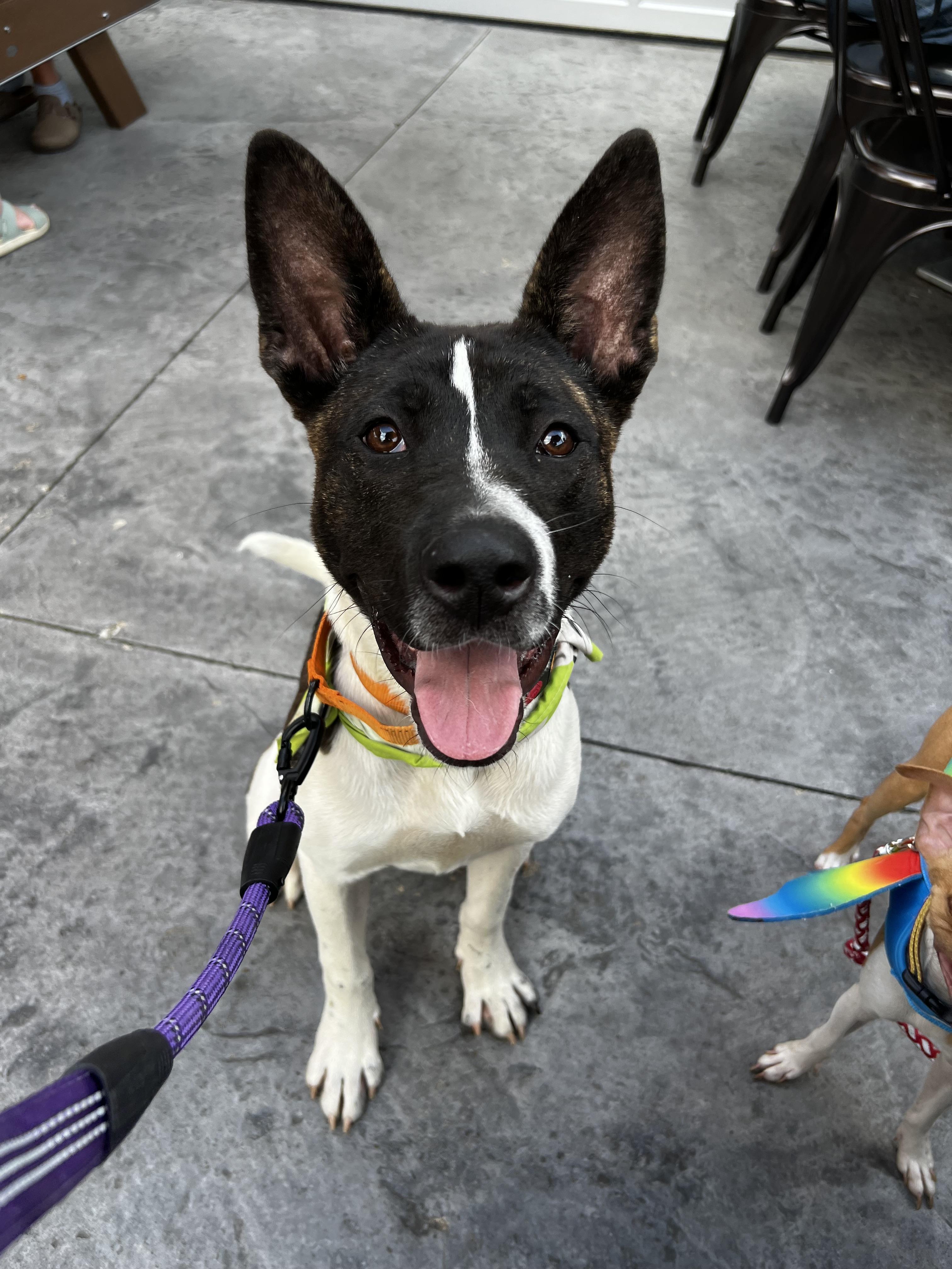 Enlarge Eddie, a Adoptable mixed breed in Akron, OH image 3/3