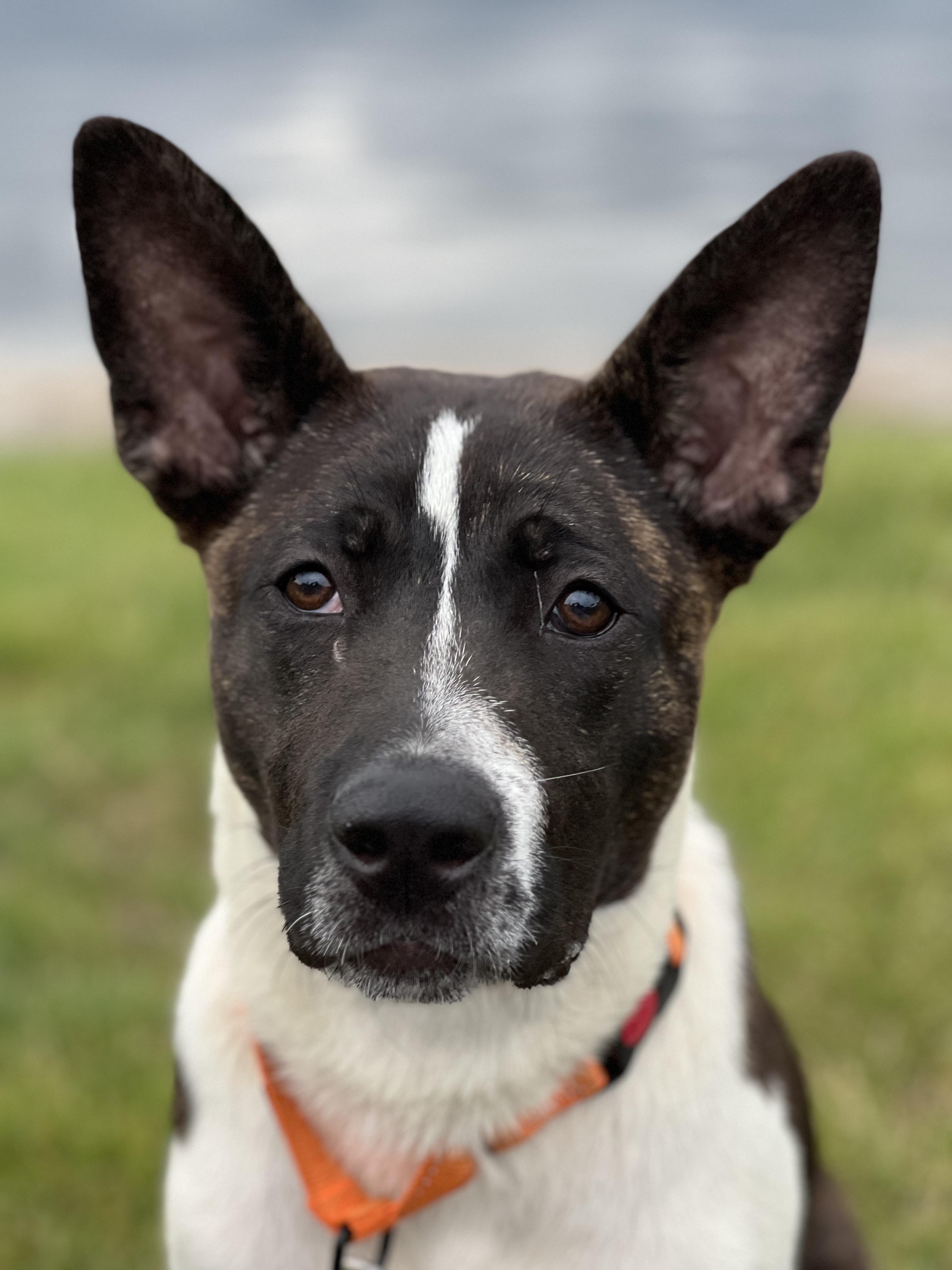 Enlarge Eddie, a Adoptable mixed breed in Akron, OH image 1/3