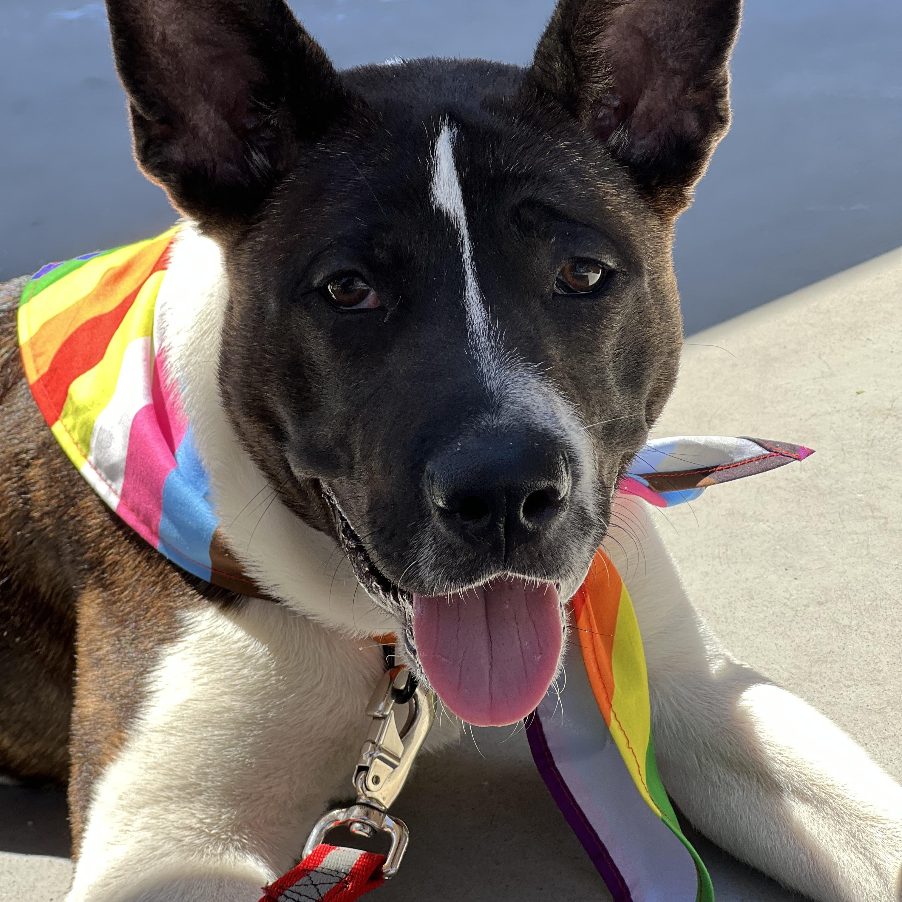 Enlarge Eddie, a Adoptable mixed breed in Akron, OH image 2/3