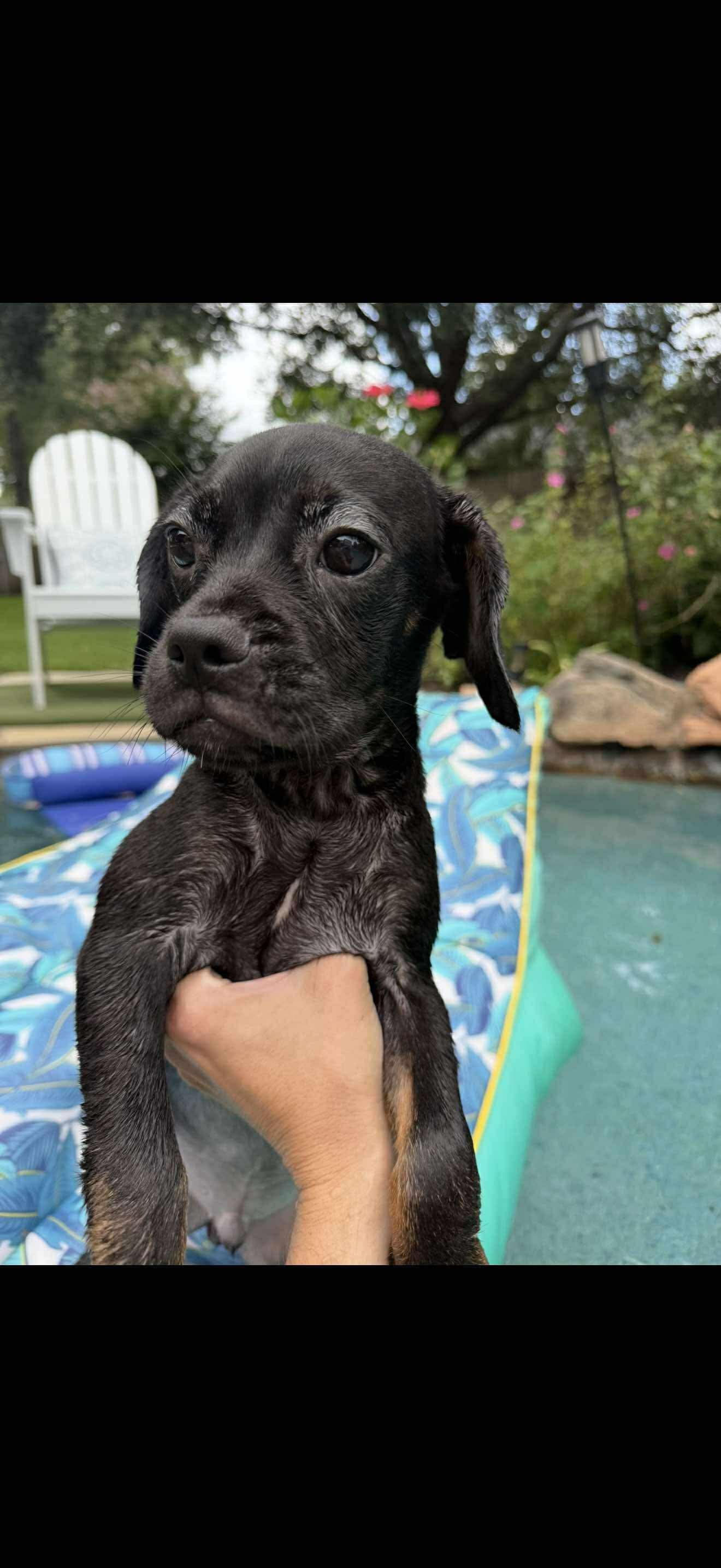 Max
