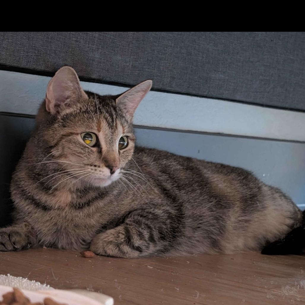 Marmalade, Adoptable, Young Female Domestic Short Hair.