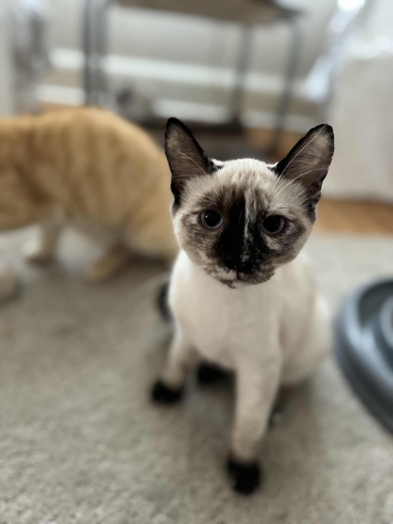 Enlarge Daisy & Fern, a Adopted Domestic Short Hair in Brantford, ON image 1/4