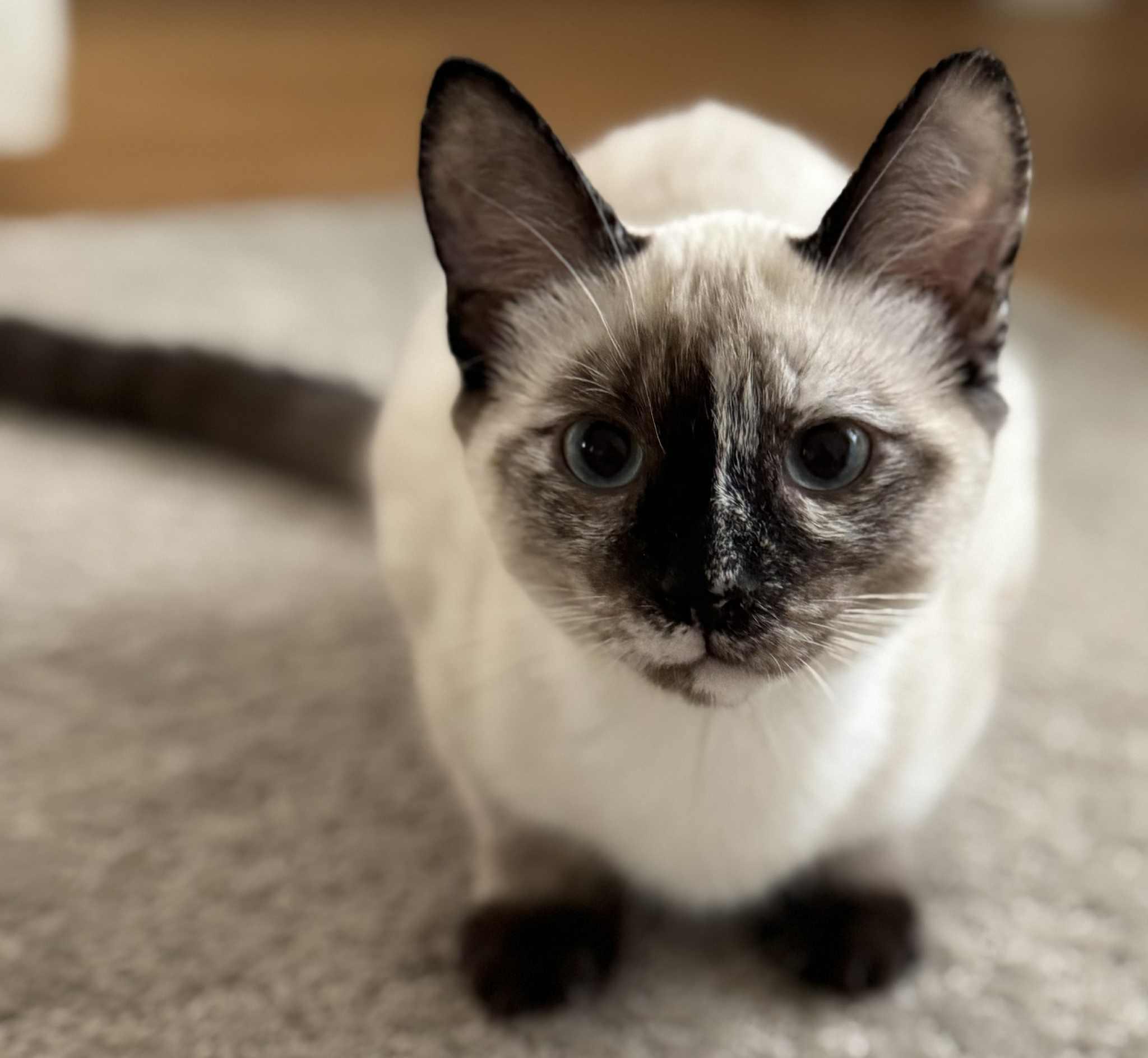 Enlarge Daisy & Fern, a Adopted Domestic Short Hair in Brantford, ON image 2/4