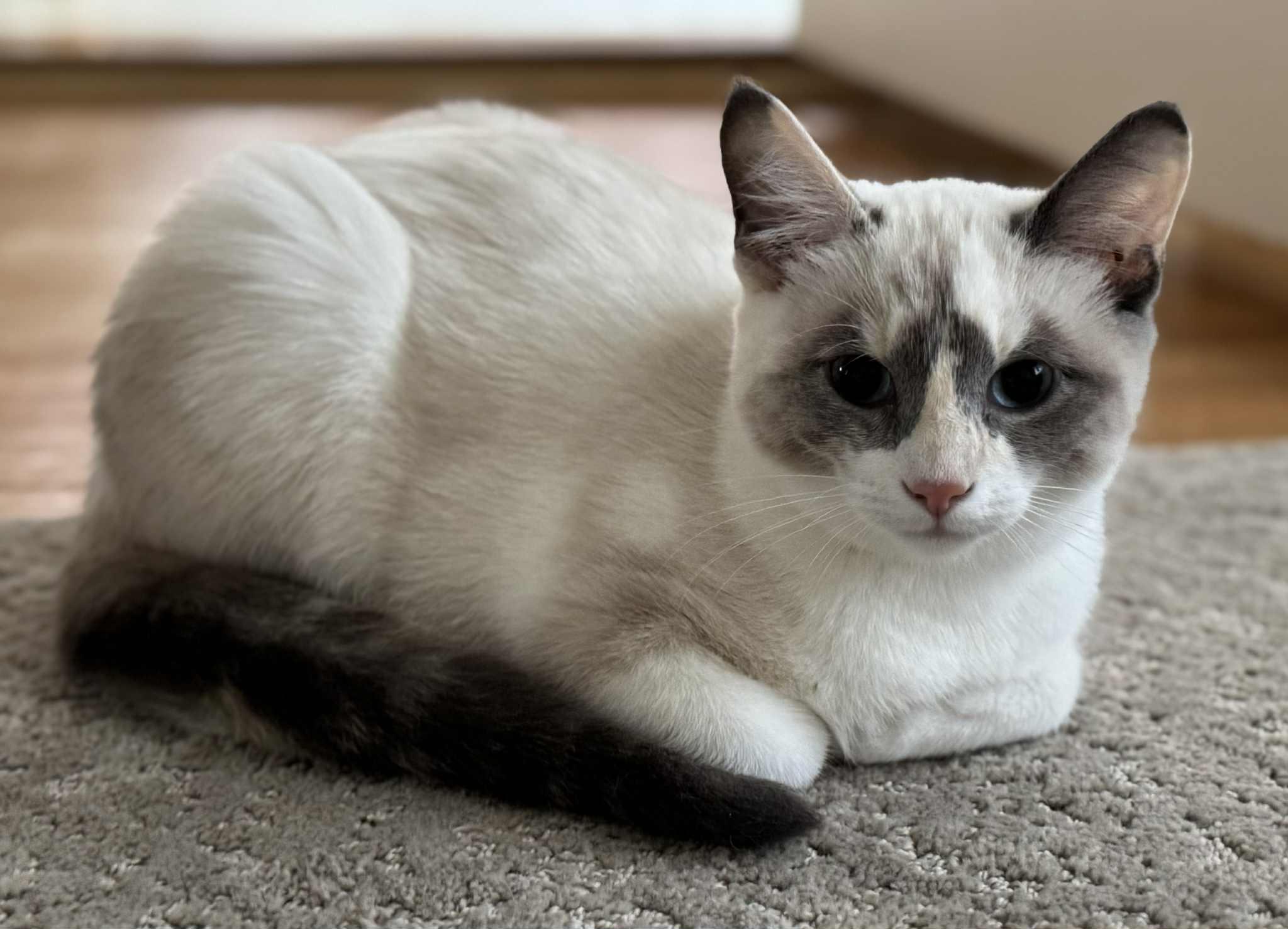 Enlarge Daisy & Fern, a Adopted Domestic Short Hair in Brantford, ON image 3/4