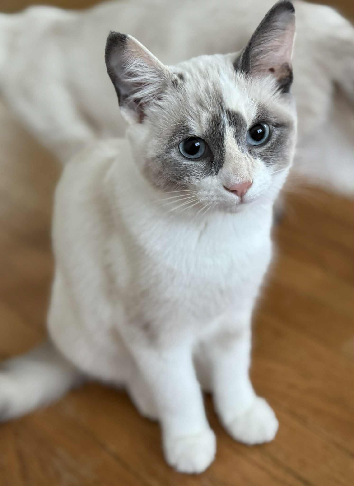 Daisy & Fern, Adopted, Young Female Domestic Short Hair.