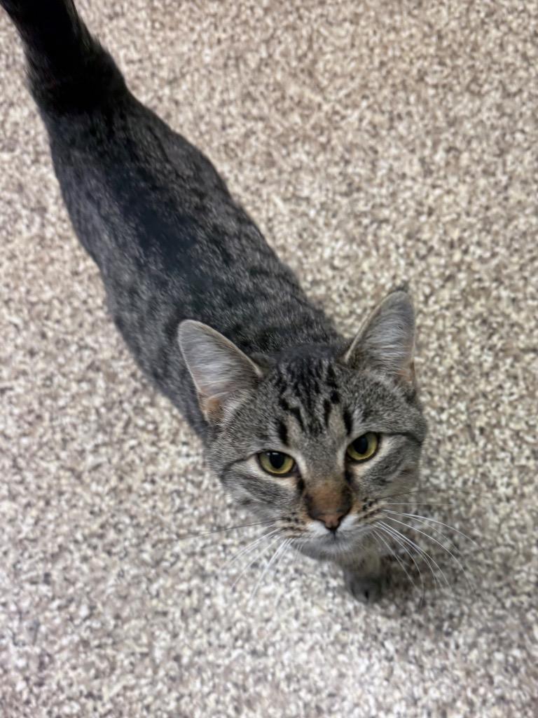 Enlarge Aurora, a Adoptable mixed breed in Pratt, KS image 1/1