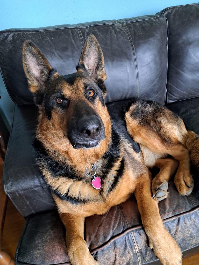 Enlarge Luca, a ADOPTABLE German Shepherd Dog in Schererville, IN image 2/3