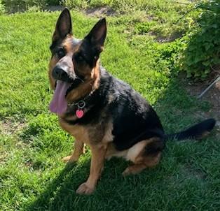 Luca, ADOPTABLE, Adult Male German Shepherd Dog.