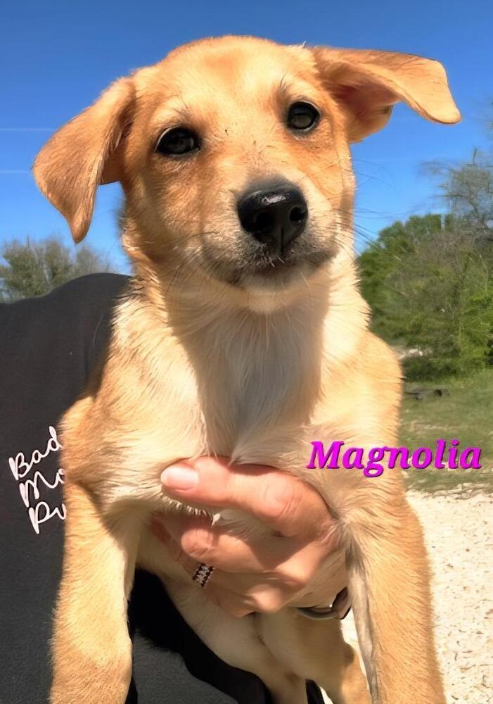 Magnolia, Adoptable, Young Female Rhodesian Ridgeback & Labrador Retriever.