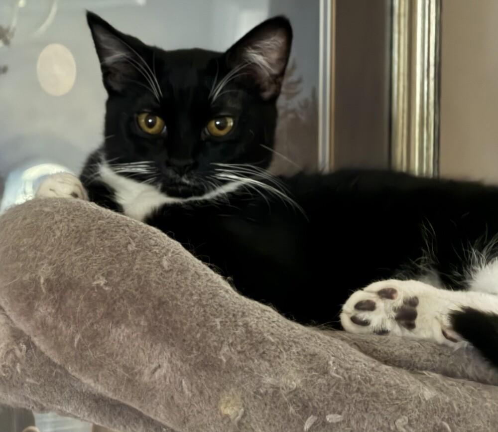 MacIntosh, a Adoptable mixed breed in Lebanon, OR image 1/3