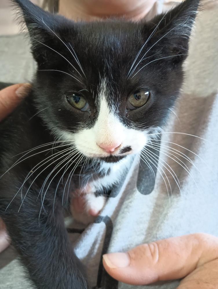 MacIntosh, a Adoptable mixed breed in Lebanon, OR image 2/3