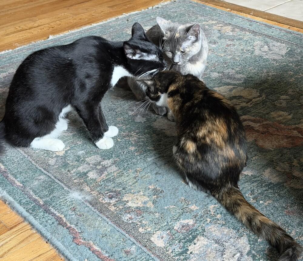 MacIntosh, a Adoptable mixed breed in Lebanon, OR image 3/6