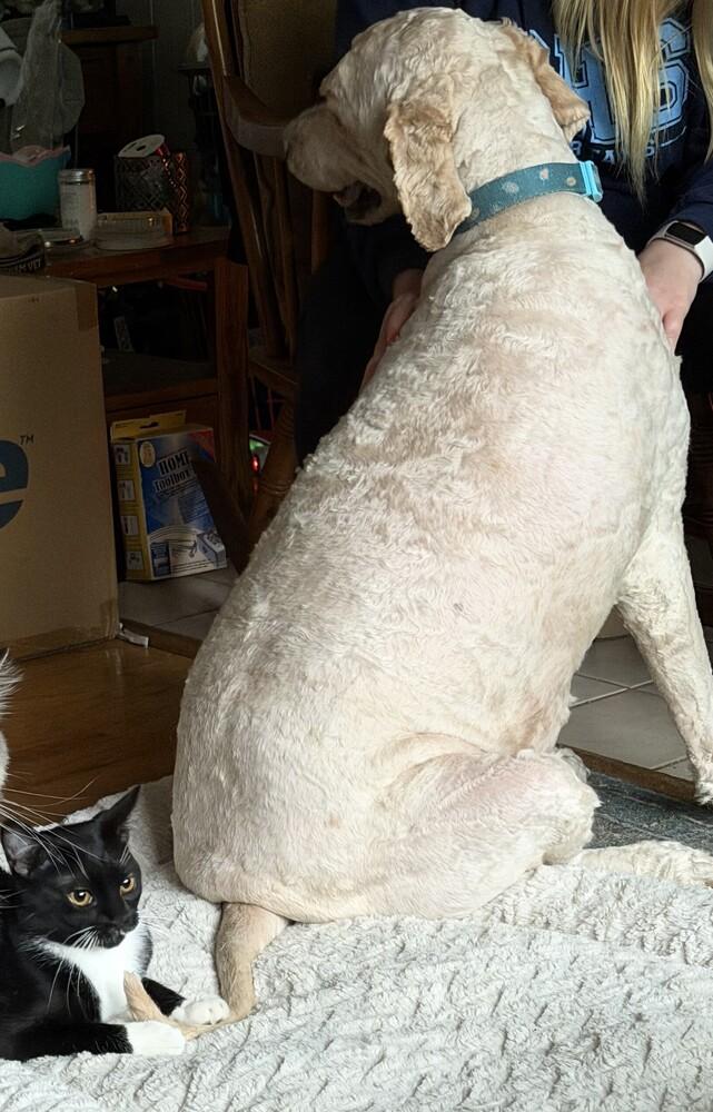 Enlarge MacIntosh, a Adoptable mixed breed in Lebanon, OR image 2/5