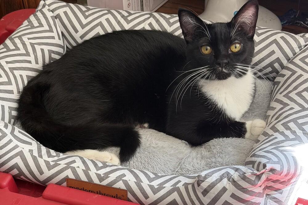 Enlarge MacIntosh, a Adoptable mixed breed in Lebanon, OR image 4/5