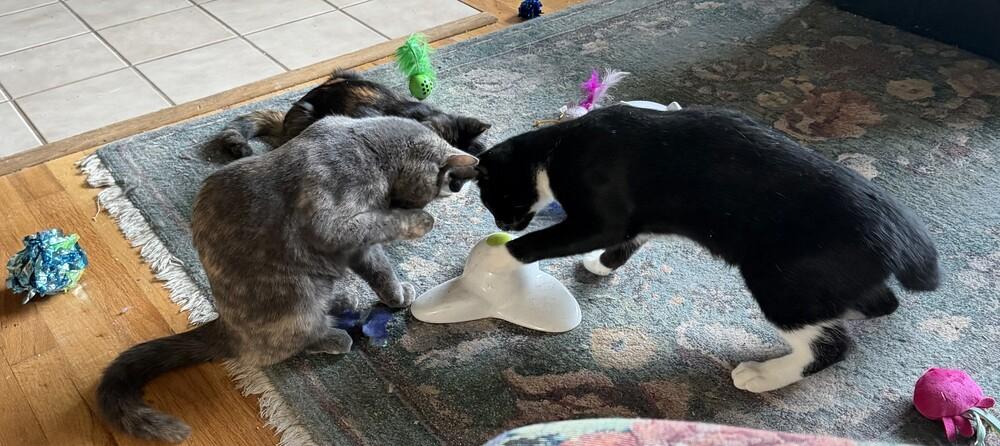 MacIntosh, a Adoptable mixed breed in Lebanon, OR image 5/6