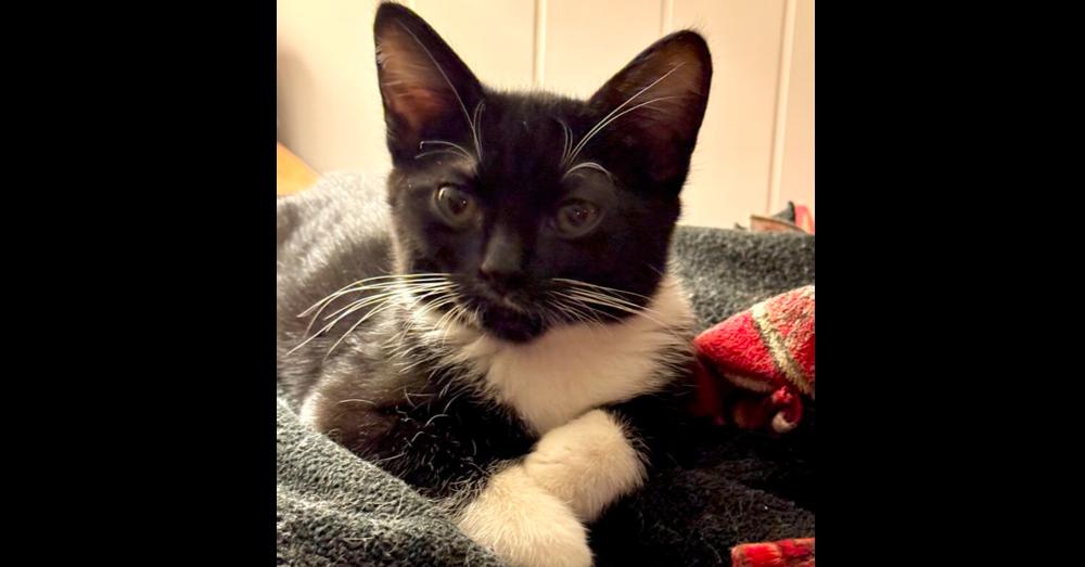 MacIntosh, a Adoptable mixed breed in Lebanon, OR image 3/3