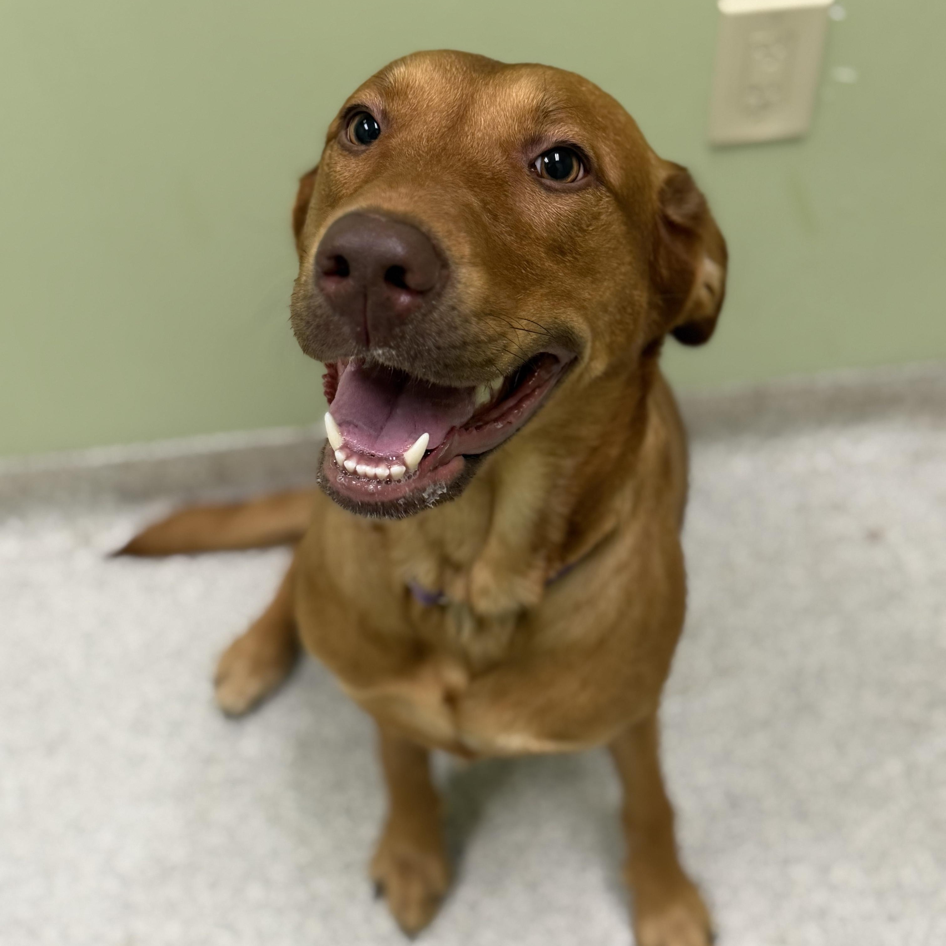 Enlarge Flannery, a Adoptable Mixed Breed in Cooperstown, NY image 5/5
