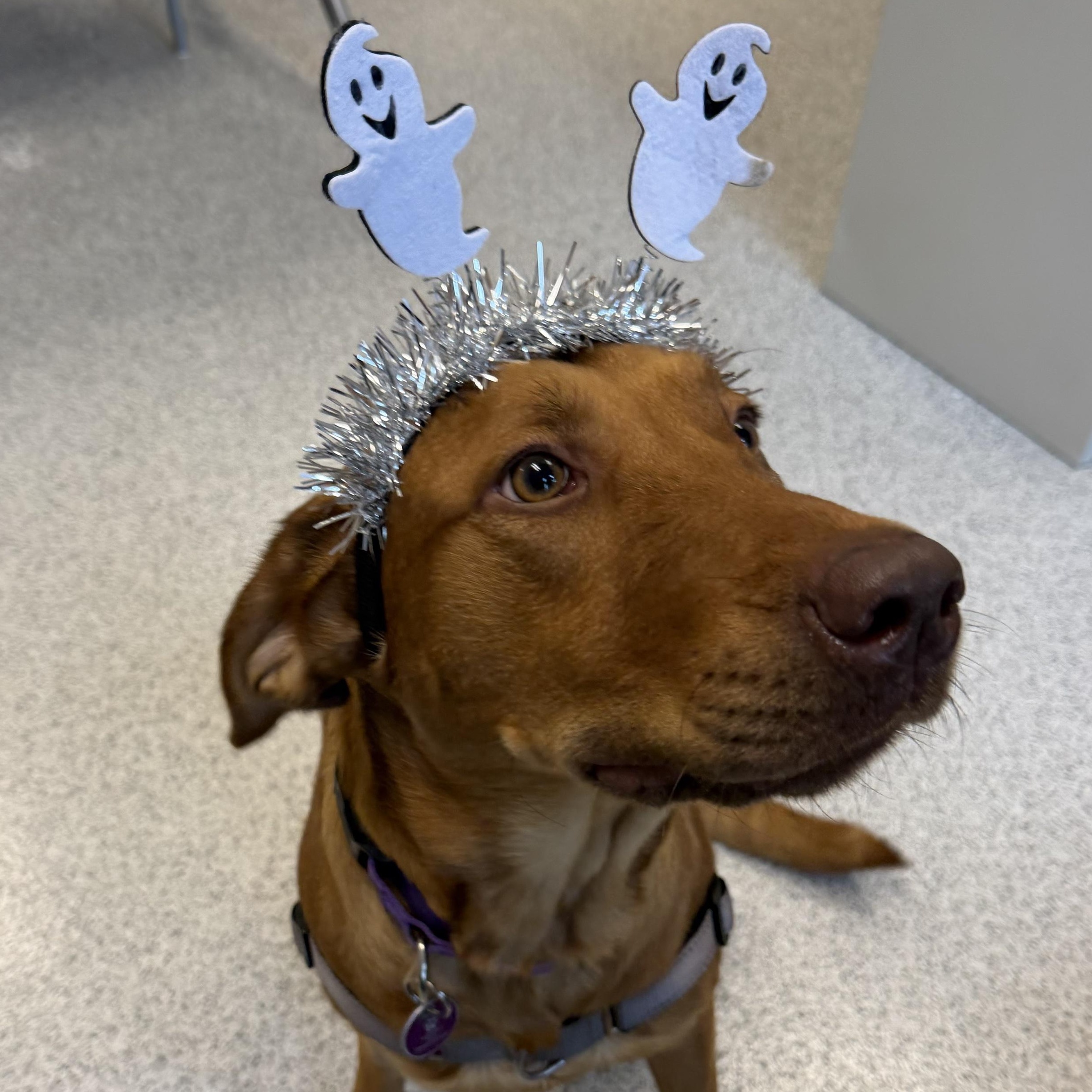 Enlarge Flannery, a Adoptable Mixed Breed in Cooperstown, NY image 1/5