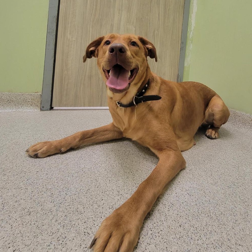 Enlarge Flannery, a Adoptable Mixed Breed in Cooperstown, NY image 2/2