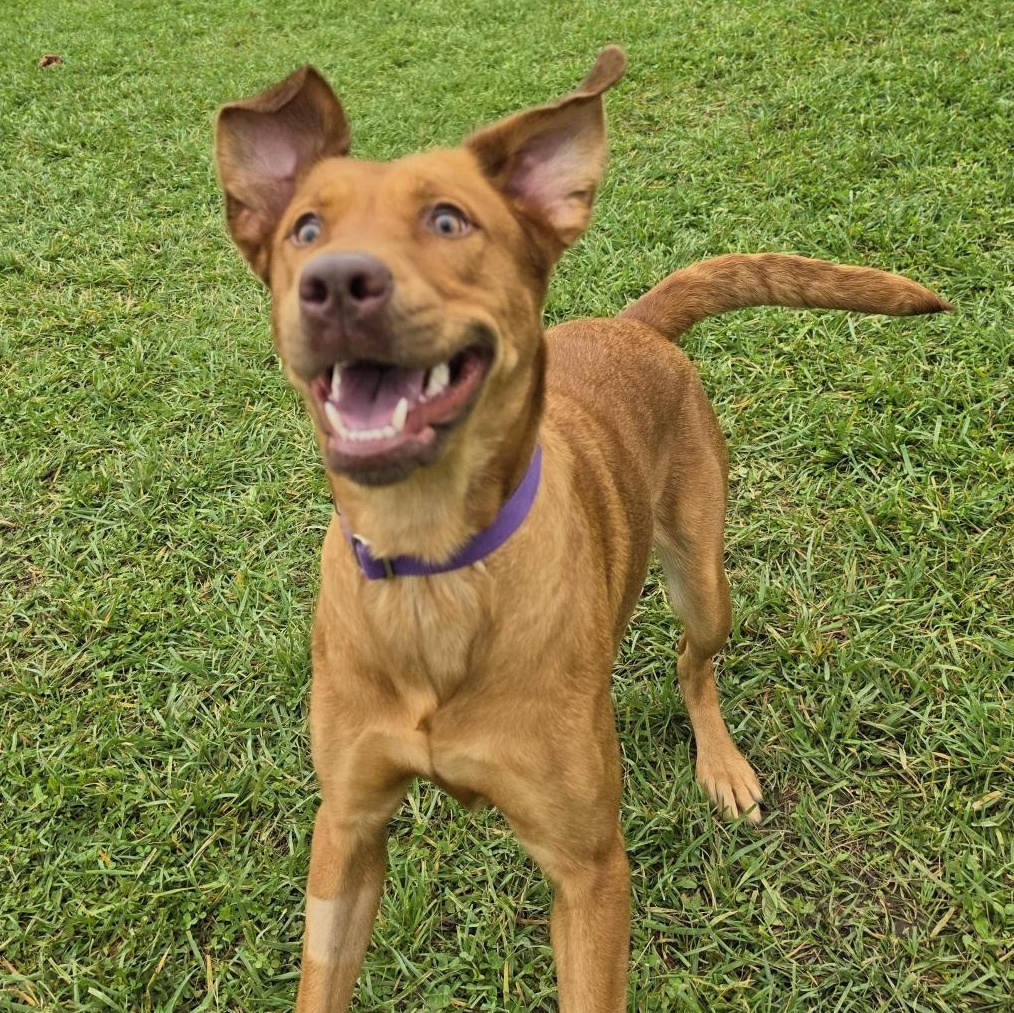 Enlarge Flannery, a Adoptable Mixed Breed in Cooperstown, NY image 4/5