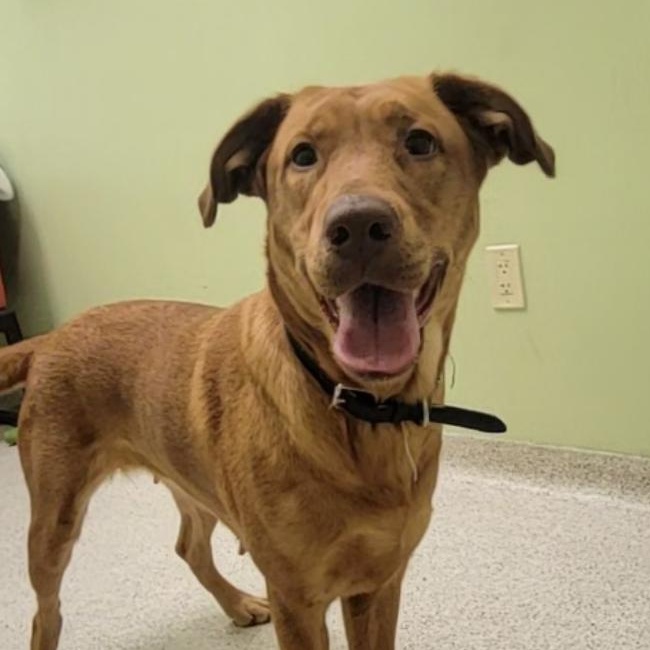 Flannery, Adoptable, Young Female Mixed Breed.