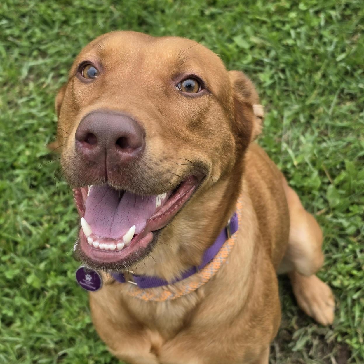 Enlarge Flannery, a Adoptable Mixed Breed in Cooperstown, NY image 2/5