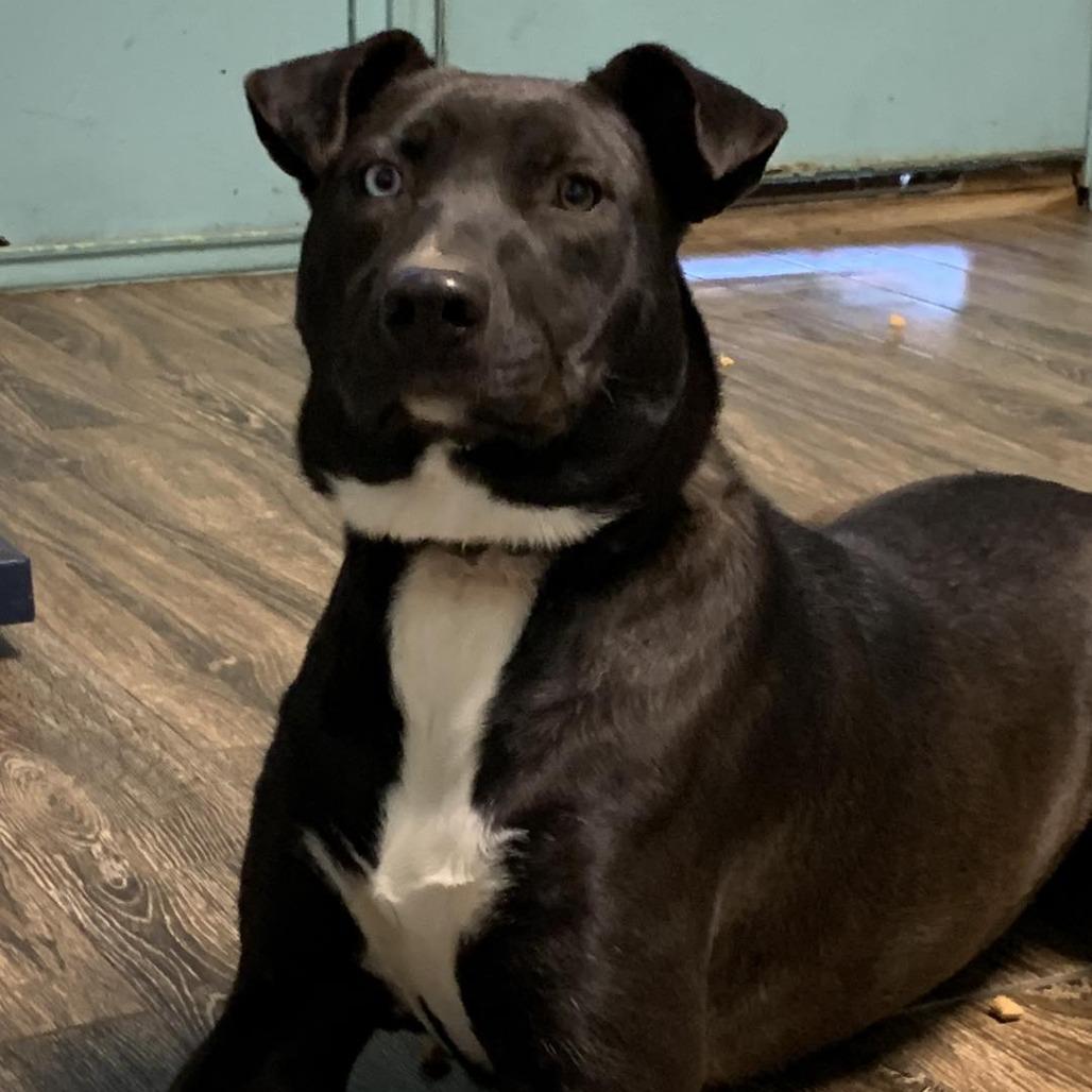 Enlarge Ashley, a Adoptable Labrador Retriever in Hearne, TX image 1/3